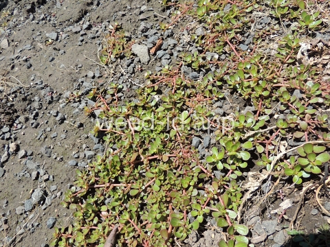 purslane, common